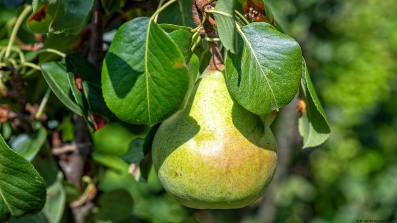Varietas Pohon Pir Terbaik untuk Kebun Rumah:Panduan Komprehensif 