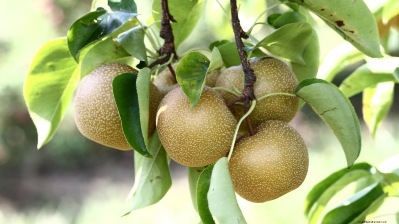 Varietas Pohon Pir Terbaik untuk Kebun Rumah:Panduan Komprehensif 