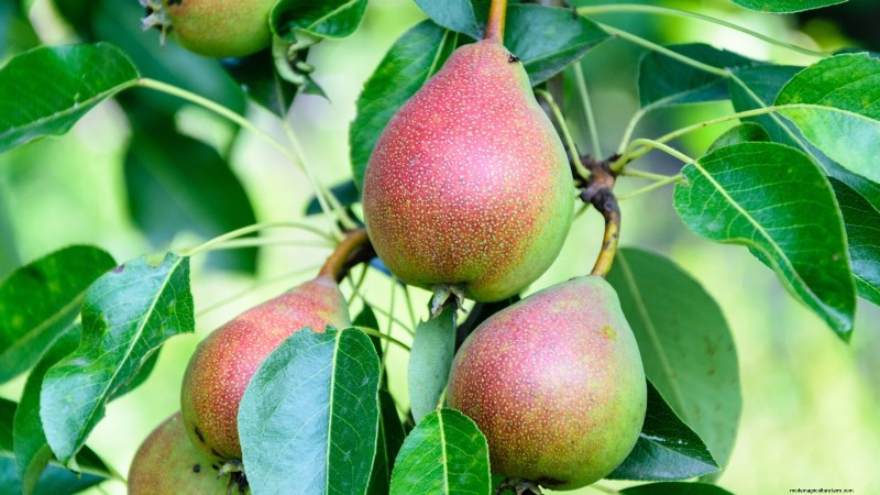 Varietas Pohon Pir Terbaik untuk Kebun Rumah:Panduan Komprehensif 
