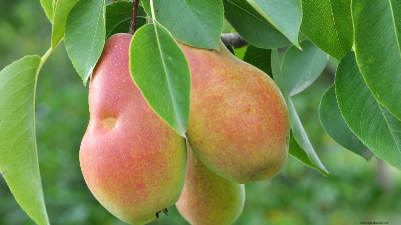 Varietas Pohon Pir Terbaik untuk Kebun Rumah:Panduan Komprehensif 