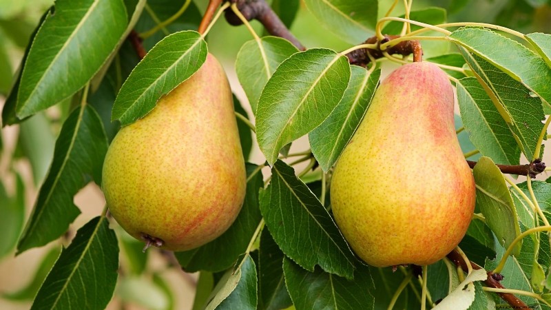 Varietas Pohon Pir Terbaik untuk Kebun Rumah:Panduan Komprehensif 
