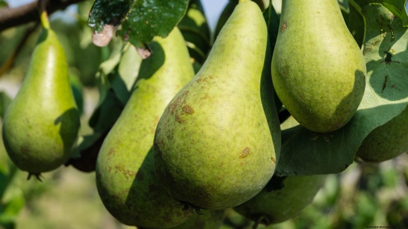 Varietas Pohon Pir Terbaik untuk Kebun Rumah:Panduan Komprehensif 