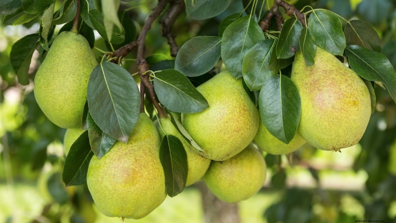 Varietas Pohon Pir Terbaik untuk Kebun Rumah:Panduan Komprehensif 