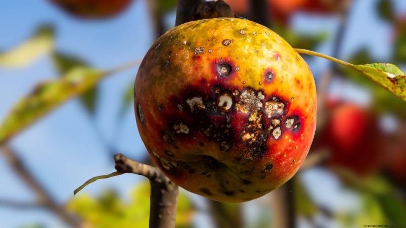 Appelboomziekten:gids voor identificatie, preventie en behandeling 