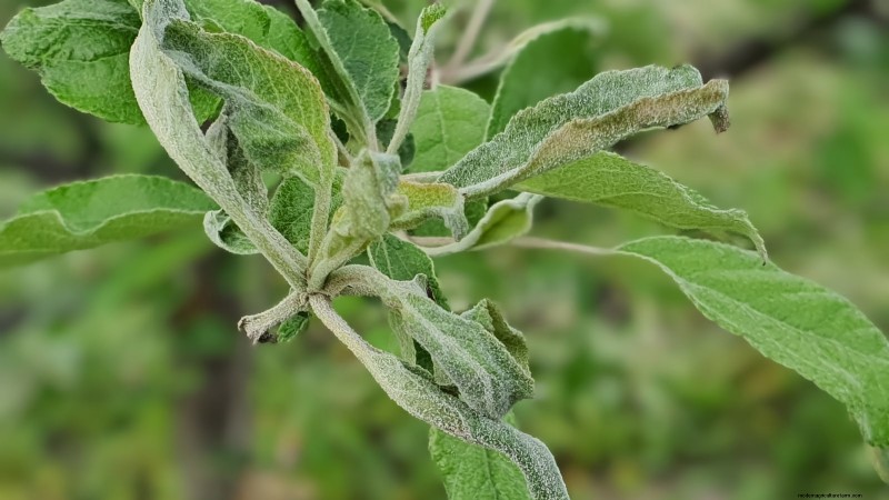 Appelboomziekten:gids voor identificatie, preventie en behandeling 