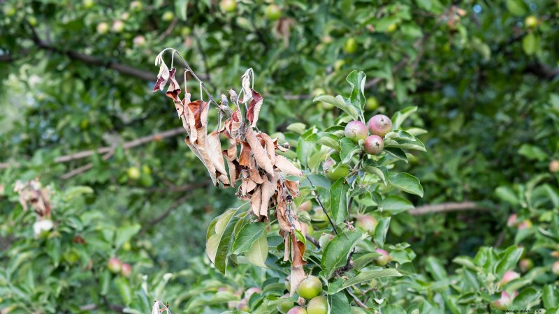 Appelboomziekten:gids voor identificatie, preventie en behandeling 