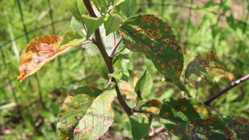 Appelboomziekten:gids voor identificatie, preventie en behandeling 