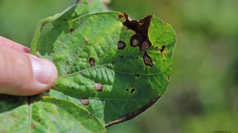 Appelboomziekten:gids voor identificatie, preventie en behandeling 
