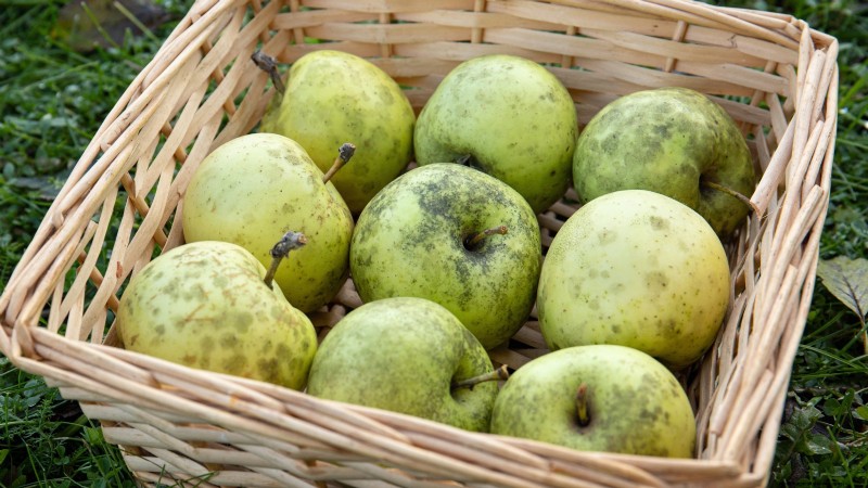 Appelboomziekten:gids voor identificatie, preventie en behandeling 