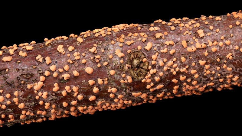 Appelboomziekten:gids voor identificatie, preventie en behandeling 