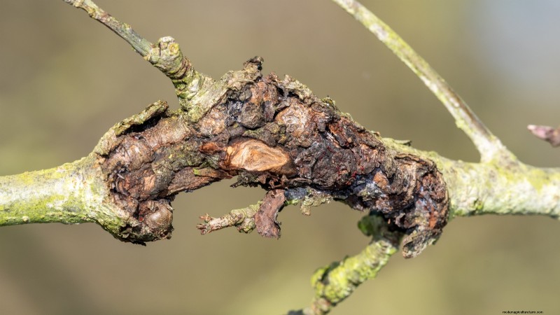 Appelboomziekten:gids voor identificatie, preventie en behandeling 