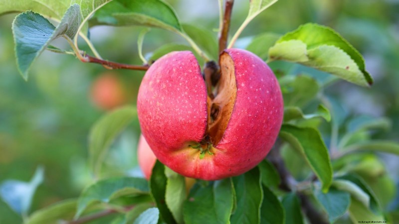 Appelboomziekten:gids voor identificatie, preventie en behandeling 