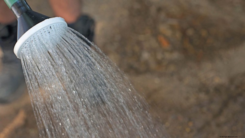Leitfaden zum Anbau von Pastinaken:Häufige Probleme und Lösungen 