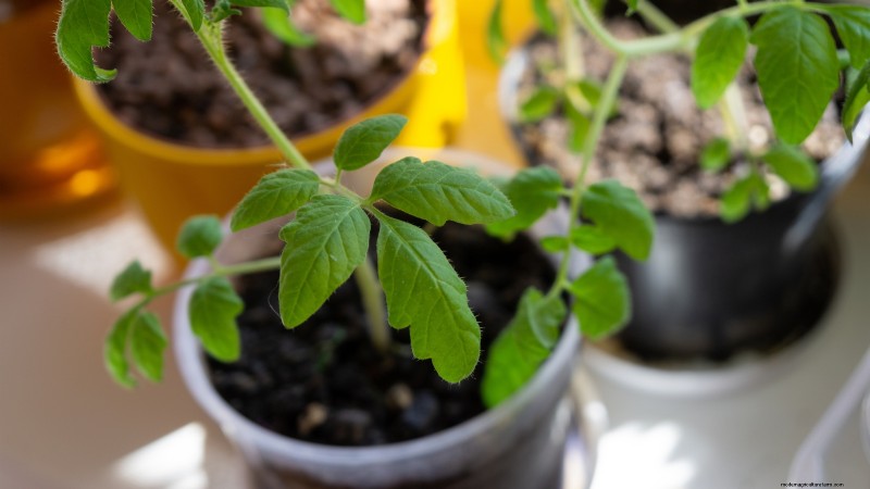 Cultivos que pasan el invierno:extienda su temporada de cultivo (Guía de la zona 8b) 
