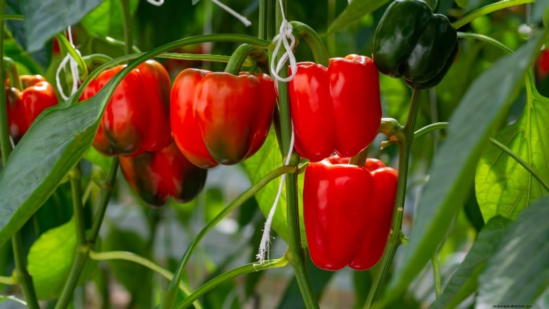 Cultivos que pasan el invierno:extienda su temporada de cultivo (Guía de la zona 8b) 