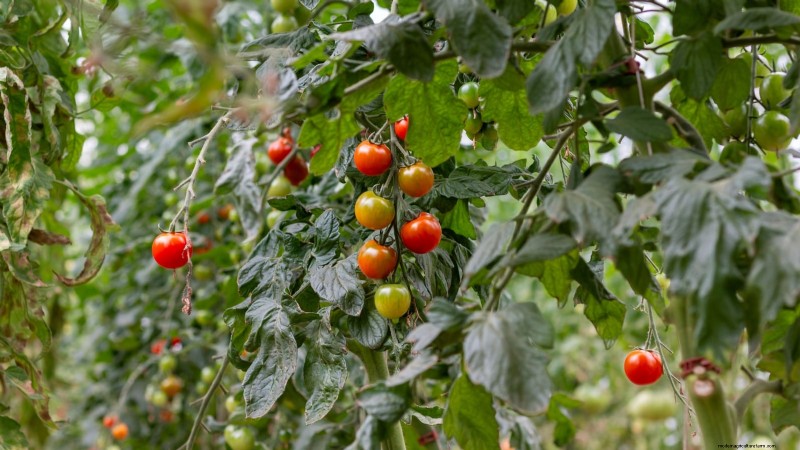 Cultivos que pasan el invierno:extienda su temporada de cultivo (Guía de la zona 8b) 