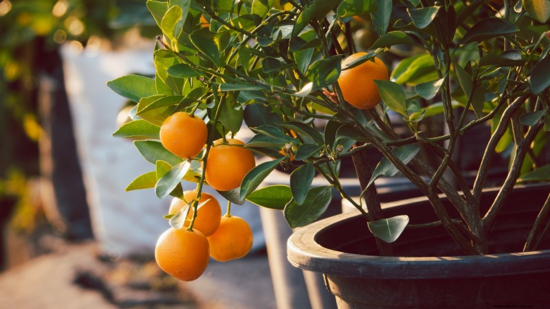 Cultivos que pasan el invierno:extienda su temporada de cultivo (Guía de la zona 8b) 