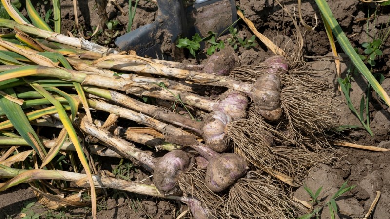 Cultivos que pasan el invierno:extienda su temporada de cultivo (Guía de la zona 8b) 