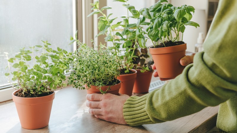 Cultivos que pasan el invierno:extienda su temporada de cultivo (Guía de la zona 8b) 