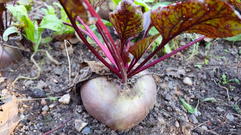 Cultivos que pasan el invierno:extienda su temporada de cultivo (Guía de la zona 8b) 