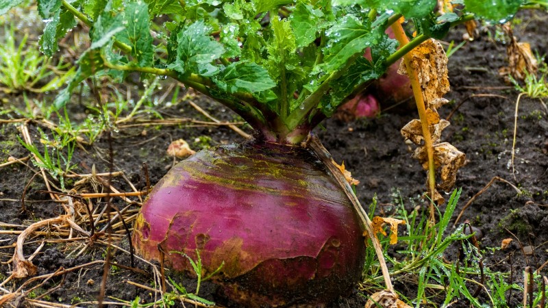 Kweek rutabagas:deskundige tips voor zoete en dikke wortels 