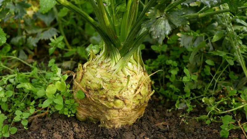 Coltiva il tuo:13 migliori ortaggi a radice per un raccolto abbondante 