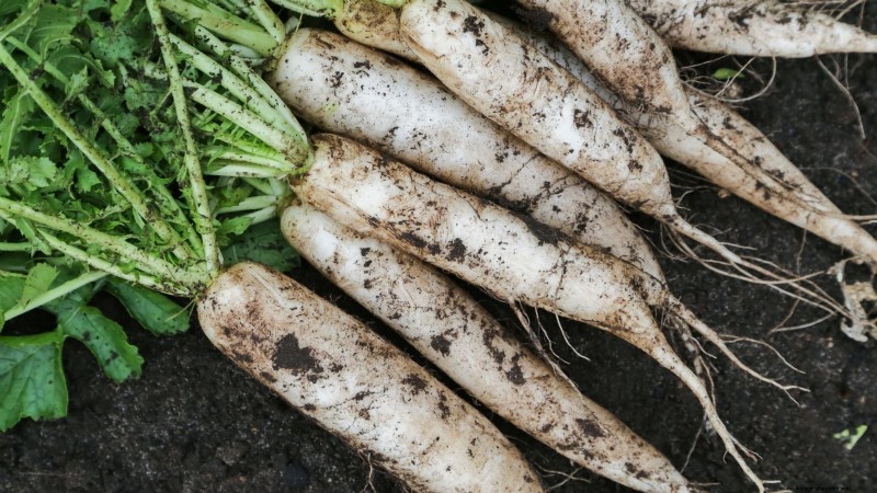 Coltiva il tuo:13 migliori ortaggi a radice per un raccolto abbondante 