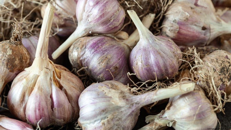 Coltiva il tuo:13 migliori ortaggi a radice per un raccolto abbondante 