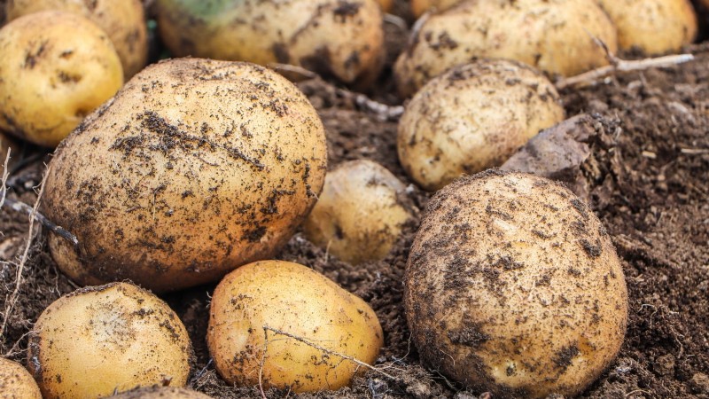 Coltiva il tuo:13 migliori ortaggi a radice per un raccolto abbondante 
