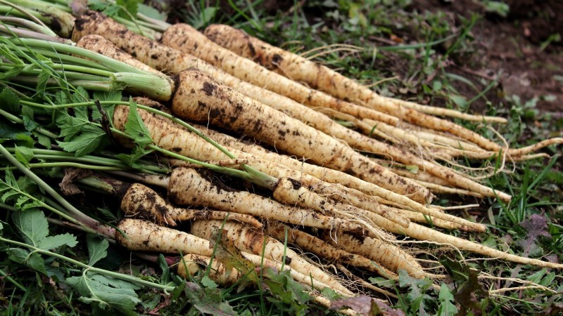 Coltiva il tuo:13 migliori ortaggi a radice per un raccolto abbondante 