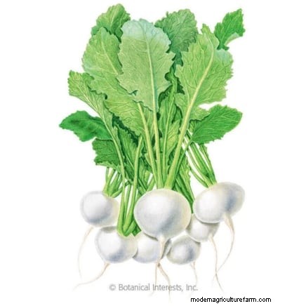 Raapgreens kweken en oogsten:een complete gids 