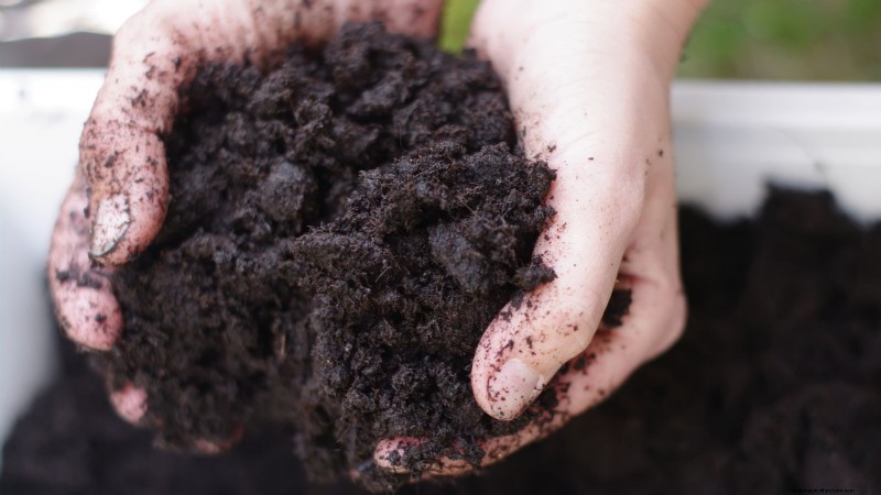Raapgreens kweken en oogsten:een complete gids 