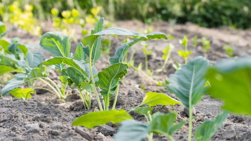 Raapgreens kweken en oogsten:een complete gids 