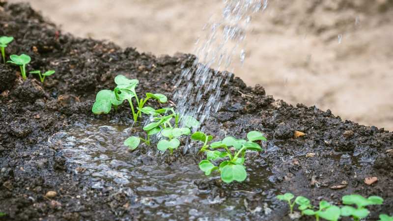 Raapgreens kweken en oogsten:een complete gids 