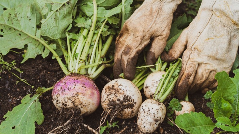 Raapgreens kweken en oogsten:een complete gids 