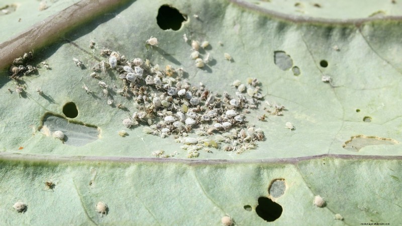 Raapgreens kweken en oogsten:een complete gids 
