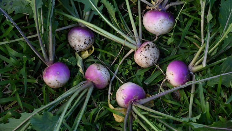 Raccolta della rapa:tempistiche, tecniche e usi culinari 