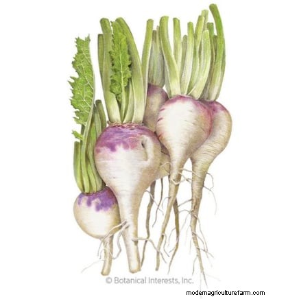 Raccolta della rapa:tempistiche, tecniche e usi culinari 