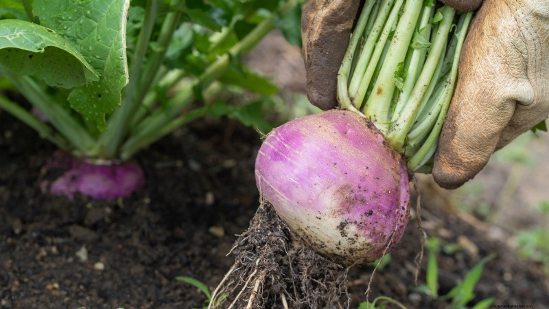 Raccolta della rapa:tempistiche, tecniche e usi culinari 