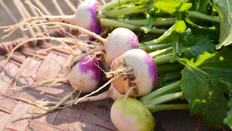 Raccolta della rapa:tempistiche, tecniche e usi culinari 