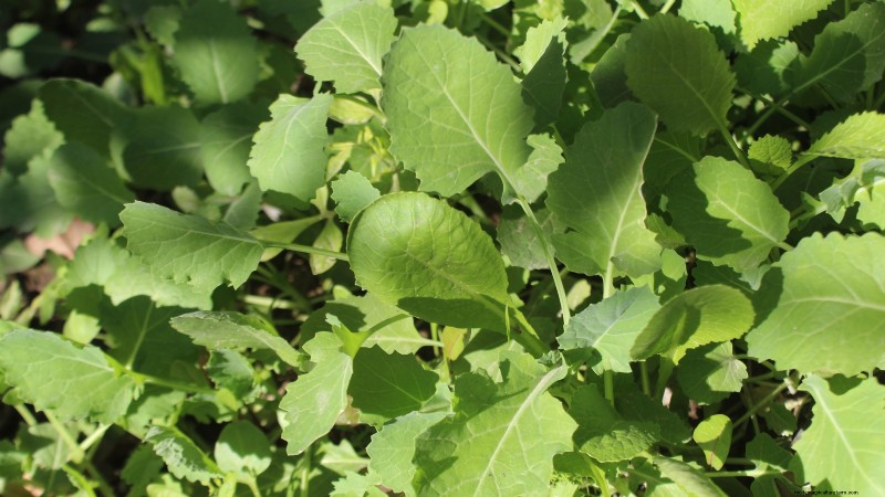 Raccolta della rapa:tempistiche, tecniche e usi culinari 