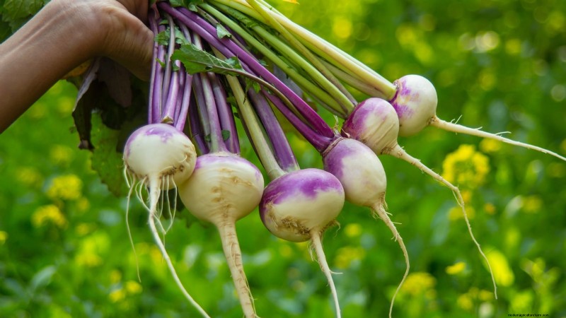 Raccolta della rapa:tempistiche, tecniche e usi culinari 