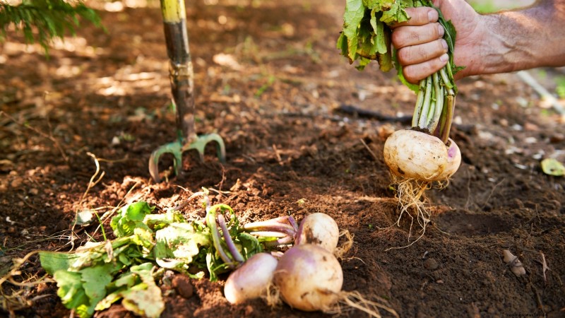 Raccolta della rapa:tempistiche, tecniche e usi culinari 