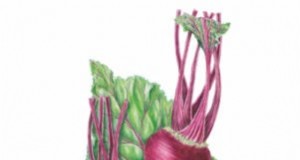 Las mejores remolachas de otoño para cultivar:11 variedades para una cosecha 