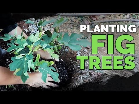 Guía de poda de higueras:maximice su cosecha y producción de frutas 