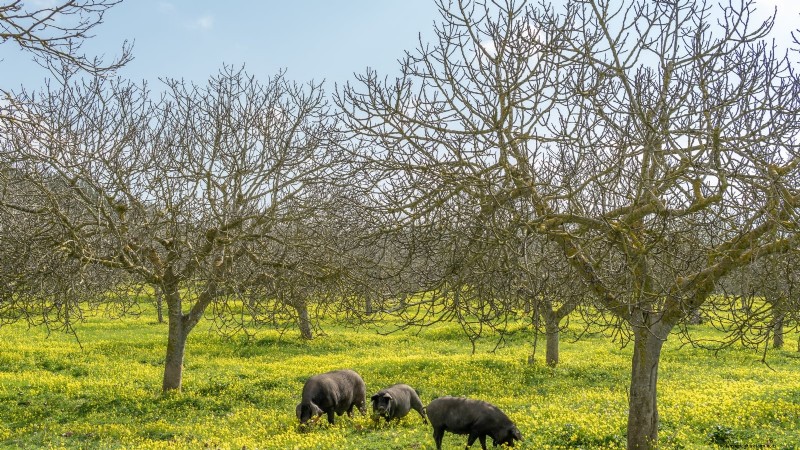 Guía de poda de higueras:maximice su cosecha y producción de frutas 