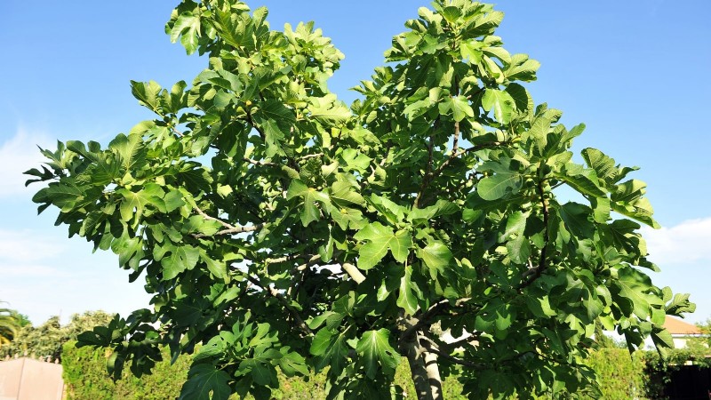 Guía de poda de higueras:maximice su cosecha y producción de frutas 