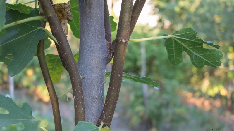 Guía de poda de higueras:maximice su cosecha y producción de frutas 