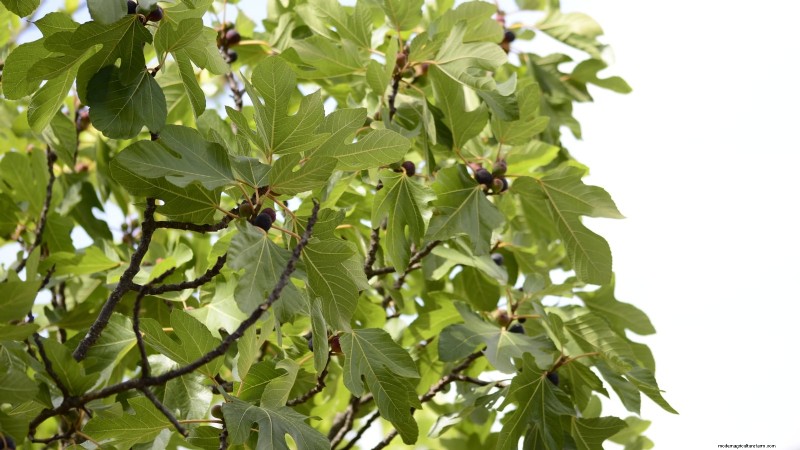 Guía de poda de higueras:maximice su cosecha y producción de frutas 