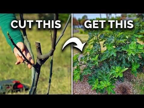 Guía de poda de higueras:maximice su cosecha y producción de frutas 